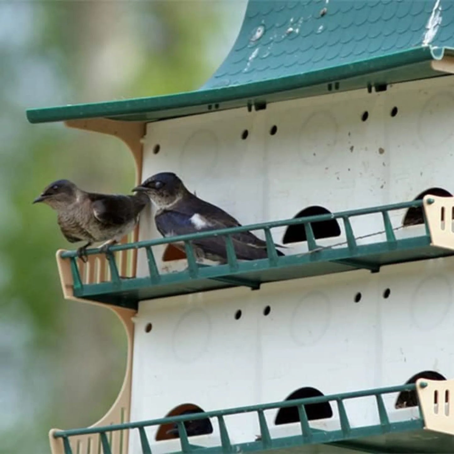 US Purple Martin House, 12 Room